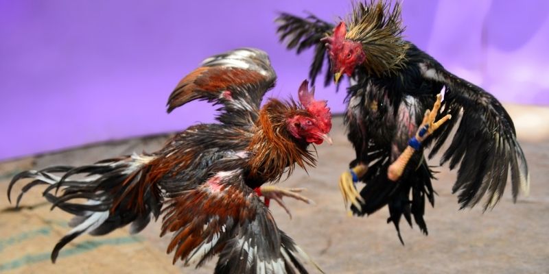 f8bet50 nổ hũ tiếng anh là gì