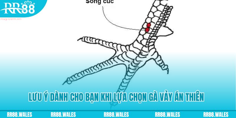 f8bet50 how to play roulette at casino