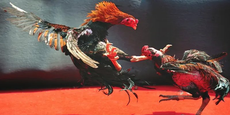 f8bet50 đăng nhập nổ hũ số 1