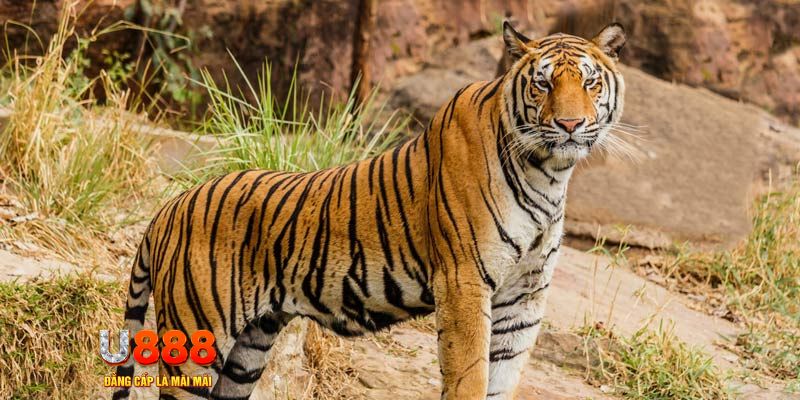 f8bet50 ban ca vip online