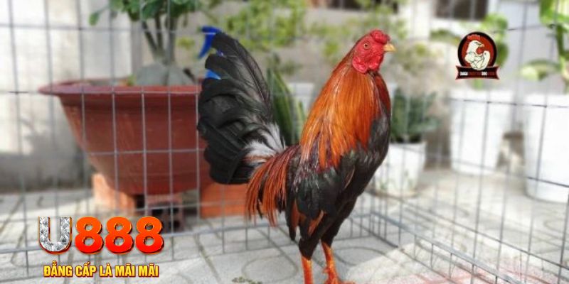 f8bet50 nổ hũ chơi như thế nào