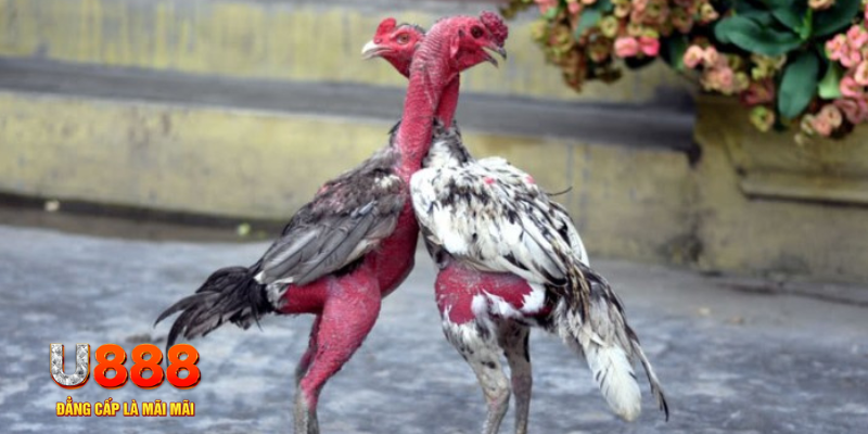 f8bet50 bàn cầu điểm số tay trước trong baccarat là gì